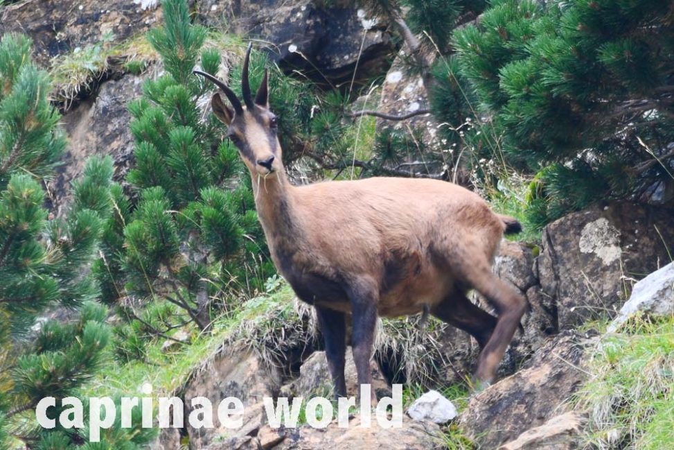 WHAT'S THE DIFFERENCE BETWEEN A CHAMOIS AND AN IBEX?