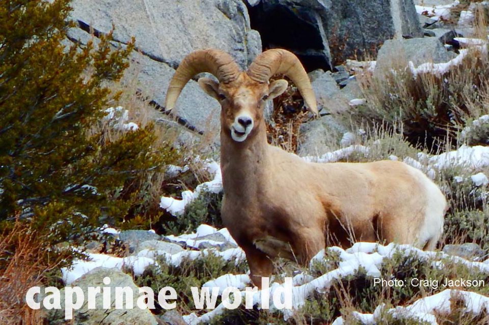 Sierra Nevada Bighorn Sheep (Ovis canadensis sierrae) Ralfs' Wildlife